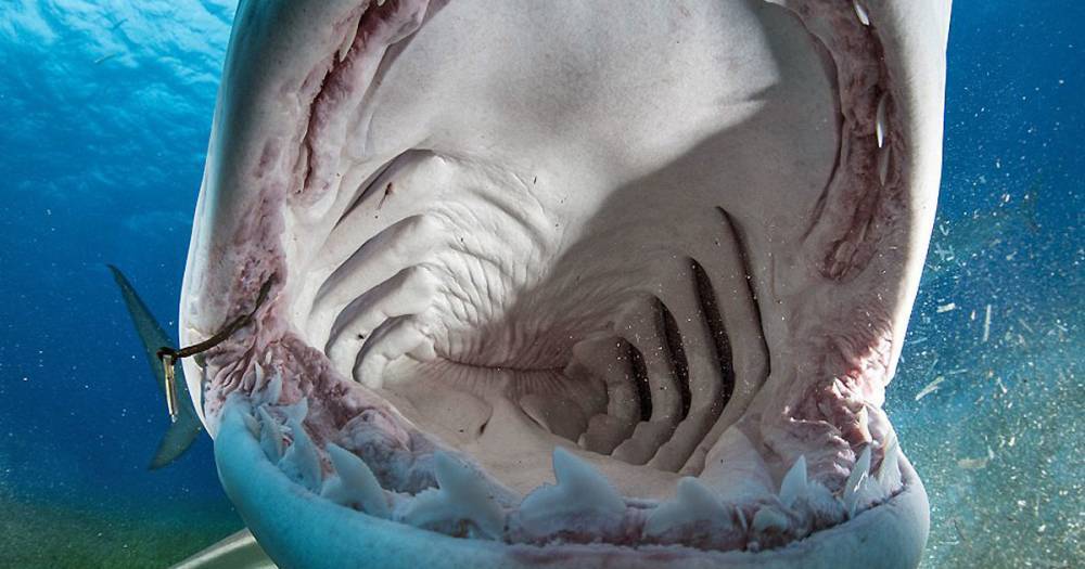 Как акулы набивают свои желудки певчими птицами: природная аномалия - popmech.ru