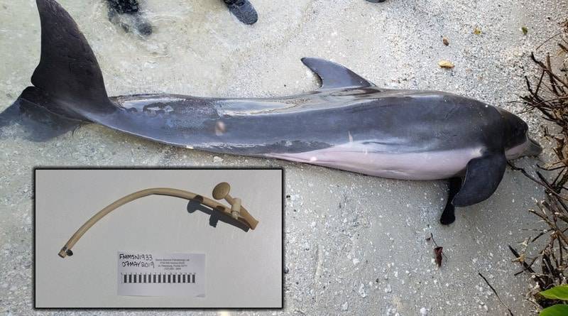 На пляж выбросило дельфина, в желудке которого нашли 60-сантиметровый душевой шланг (фото) - usa.one - шт.Флорида - Экология