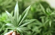 Ульяна Супрун - Супрун назвала количество пациентов, которые нуждаются в каннабисе - korrespondent.net - Украина