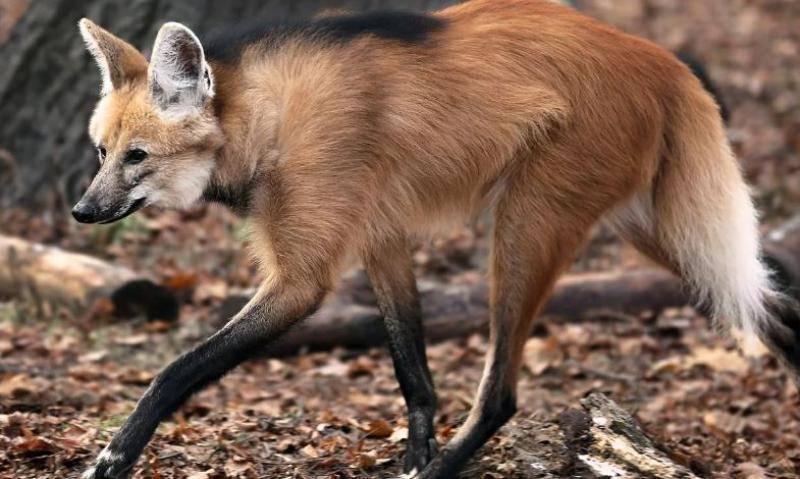Краснокнижного гривистого волка привезли в Московский зоопарк - vm.ru