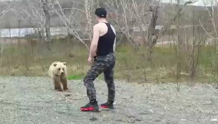 Медведь едва не растерзал докучавшего ему молодого человека на Камчатке - vesti.ru - район Елизовский