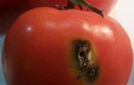 В Украину снова пытались ввезти зараженные томаты из Турции - korrespondent.net - Украина - Турция - Черкасская обл.
