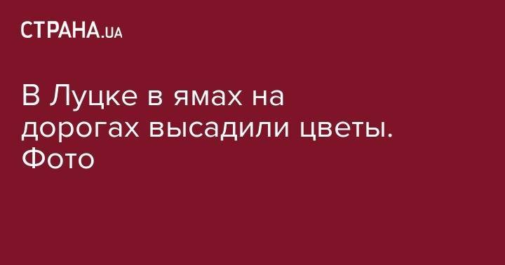 В Луцке в ямах на дорогах высадили цветы. Фото - strana.ua - Луцк