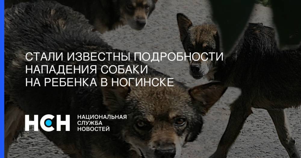 Ксения Мишонова - Стали известны подробности нападения собаки на ребенка в Ногинске - nsn.fm - Московская обл. - Ногинск