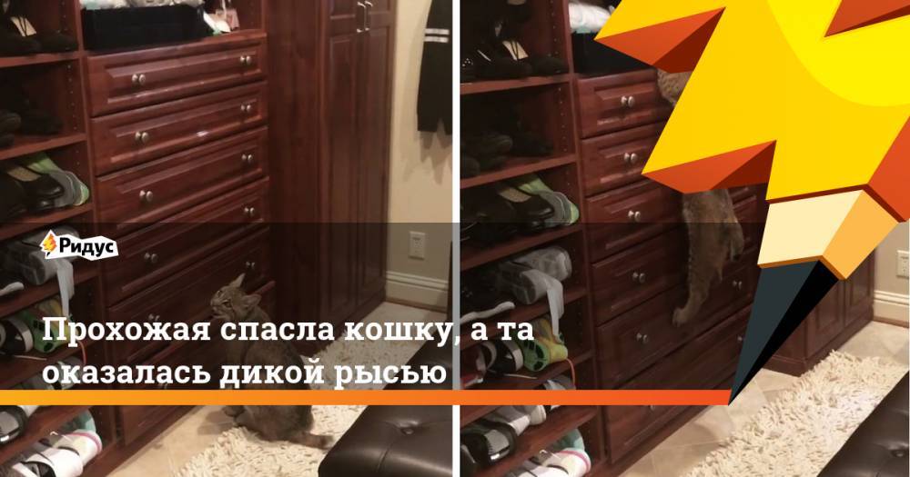 Прохожая спасла кошку, а та оказалась дикой рысью - ridus.ru - USA