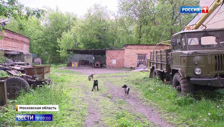 Следственный комитет возбудил уголовное дело о нападении на двухлетнего ребенка в Ногинске - vesti.ru - Ногинск