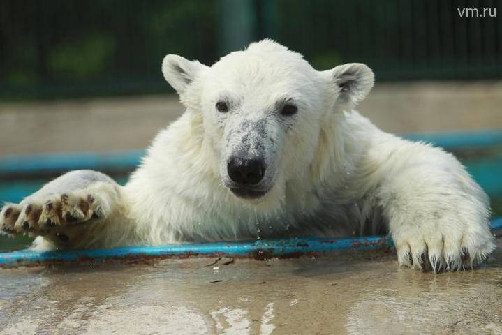Белым медведям Московского зоопарка раздали «мороженое» - vm.ru
