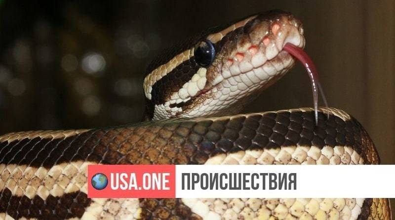 Как в страшном сне: питон выполз из унитаза и укусил мужчину - usa.one - Нью-Йорк - шт.Флорида