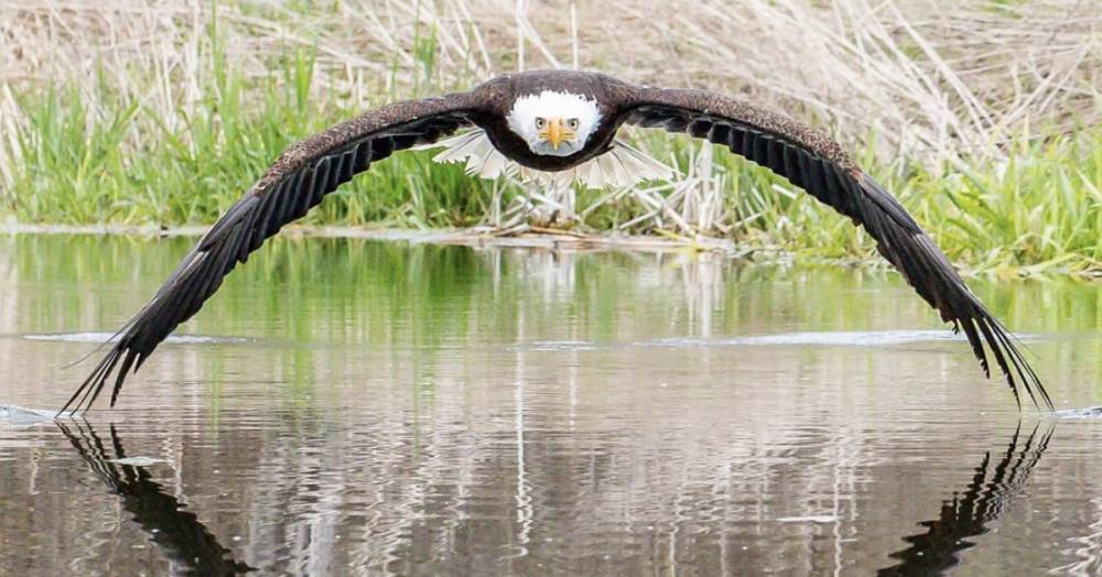 Потрясающая фотография орла взорвала интернет - popmech.ru - Канада