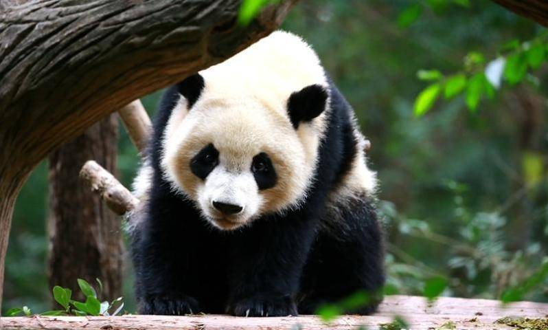 Си Цзиньпин - Чжан Ханьхуэй - Лидер Китая откроет павильон панд в Московском зоопарке - vm.ru - Москва - Россия - Китай - Москва