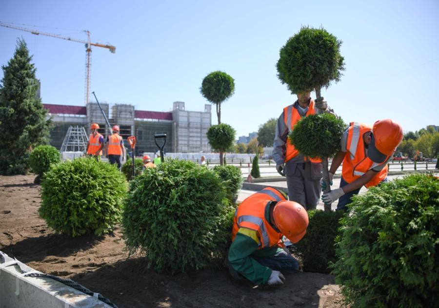 Около 500 крупномерных деревьев высадят на территории парка "Остров мечты" - m24.ru - Москва - Строительство