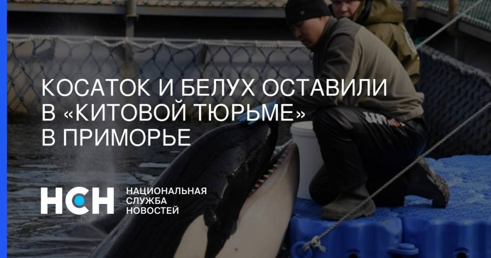 Косаток и белух оставили в «китовой тюрьме» в Приморье - nsn.fm - Приморье край - Южно-Сахалинск