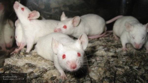 Ученые смогли «заразить» мышей аутизмом от человека - newinform.com