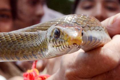 Мужчина укусил змею и умер - lenta.ru - India - штат Гуджарат
