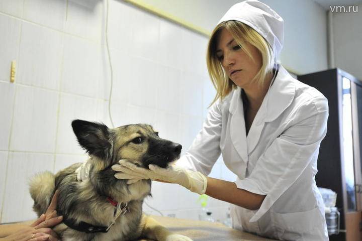 Названы самые распространенные болезни домашних животных в Москве - vm.ru