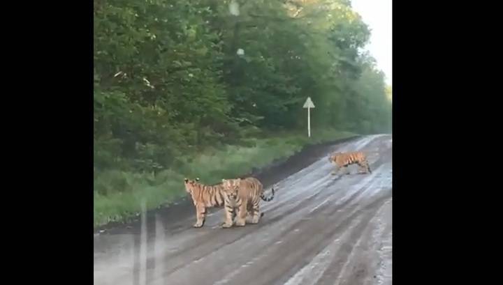 Очевидцы сняли на видео семейство тигров, вышедшее на трассу в Приморье - vesti.ru - Приморье край - район Партизанский