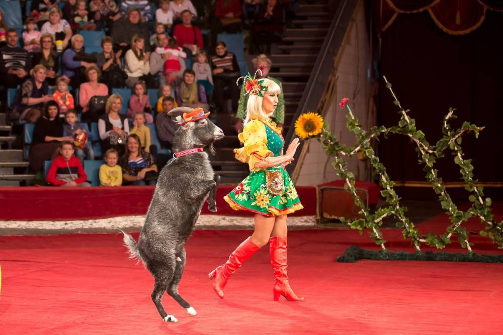 Представители цирка считают, что должны участвовать в лицензировании работы с животными - bloknot.ru - Россия