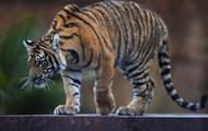 Во Вьетнаме тигр оторвал обе руки работнику зоопарка - korrespondent.net - Вьетнам - Гватемала - Хошимин - Нападение