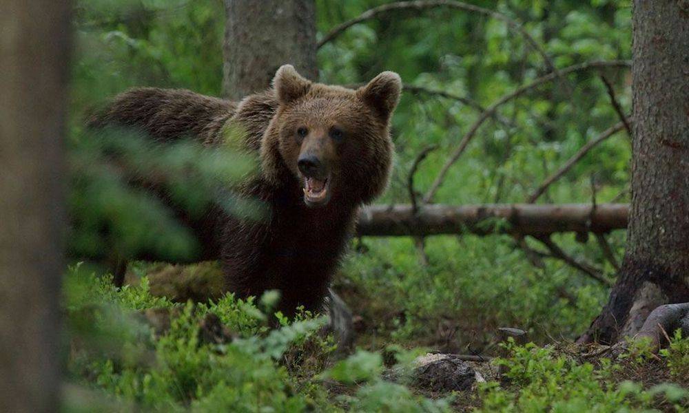 В Карелии женщина встретила медведей рядом с домами - gubdaily.ru - район Пряжинский - Беломорск - район Беломорский