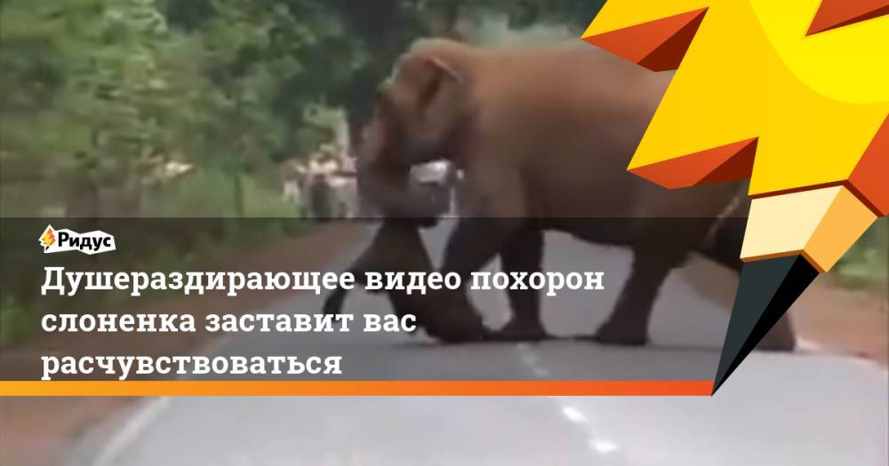 Душераздирающее видео похорон слоненка заставит вас расчувствоваться - ridus.ru