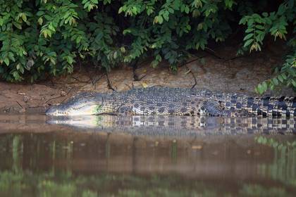 Мужчина пропал после встречи с крокодилом - lenta.ru - Англия - Малайзия - Соломоновы Острова