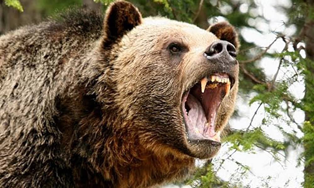 Россиянин откусил язык напавшему на него медведю - gubdaily.ru - Кызыл