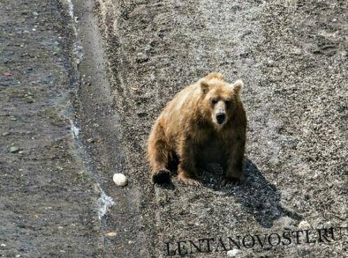 Тувинец спасся от медведя, откусив ему язык. Теперь мужчине грозит штраф - lentanovosti.ru - Тувы