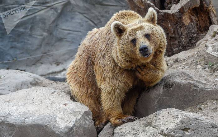 В Туве мужчина откусил язык медведю, который на него напал - ru.armeniasputnik.am - Тувы