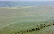 В Одессе море позеленело из-за водорослей - korrespondent.net - Одесса - Одесса