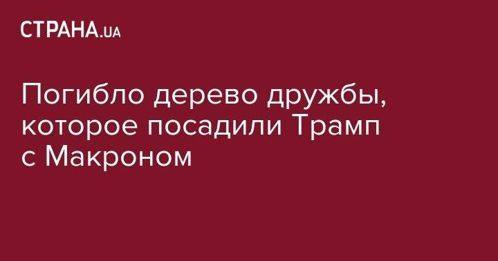 Дональд Трамп - Эммануэль Макрон - Мелания Трамп - Погибло дерево дружбы, которое посадили Трамп с Макроном - strana.ua - США - Франция