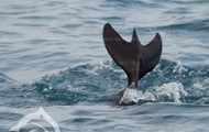 Аномального дельфина заметили у берегов Крыма - korrespondent.net - Крым - Крым