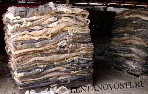 Финляндия закупила ямальские оленьи шкуры для производства сувениров - lentanovosti.ru - Санкт-Петербург - Финляндия