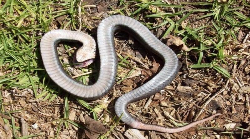 Жителей восточных регионов страны предупреждают о «зомби-змее», способной притворяться мертвой - usa.one - США - шт.Северная Каролина