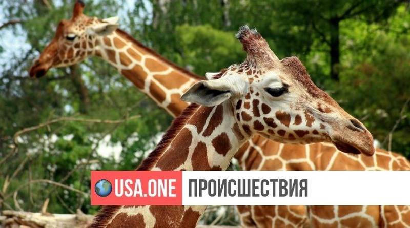В американском сафари-парке два жирафа погибли от удара молнии - usa.one - шт.Флорида