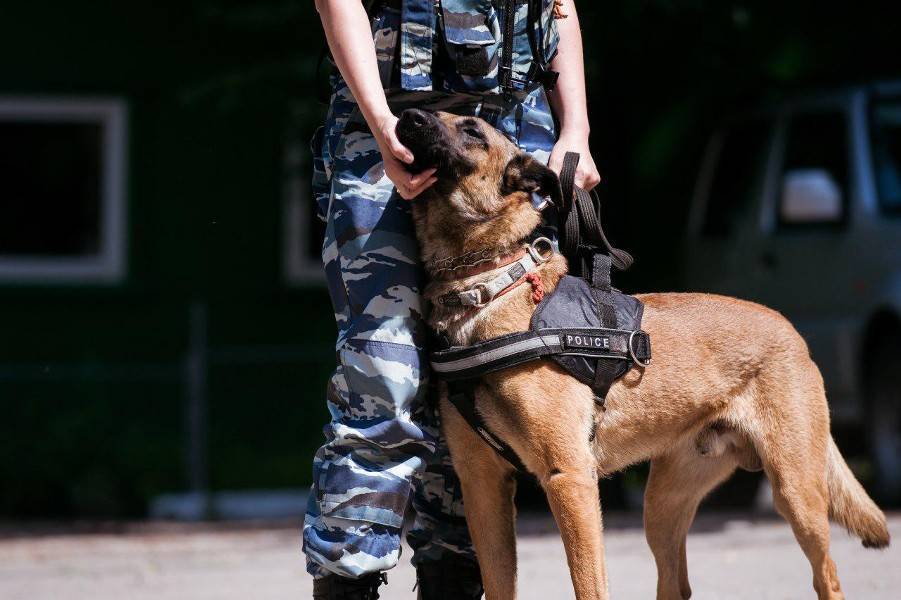 Все сообщения об угрозах взрывов в Москве оказались ложными - m24.ru - Москва - Россия