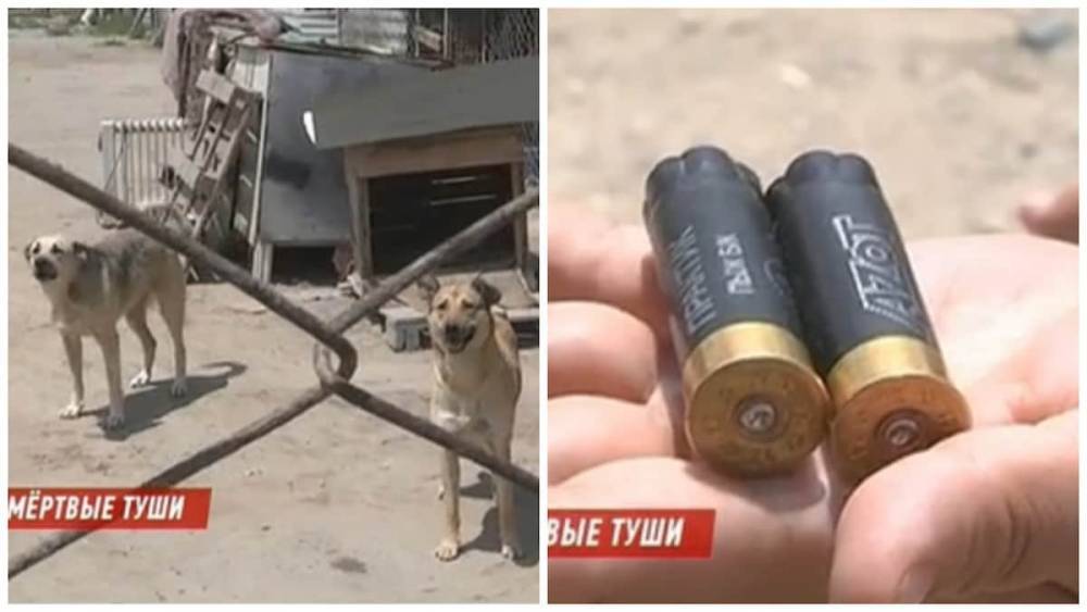 Неизвестные расстреляли собак в приюте для бездомных животных в Актау - nur.kz - Актау