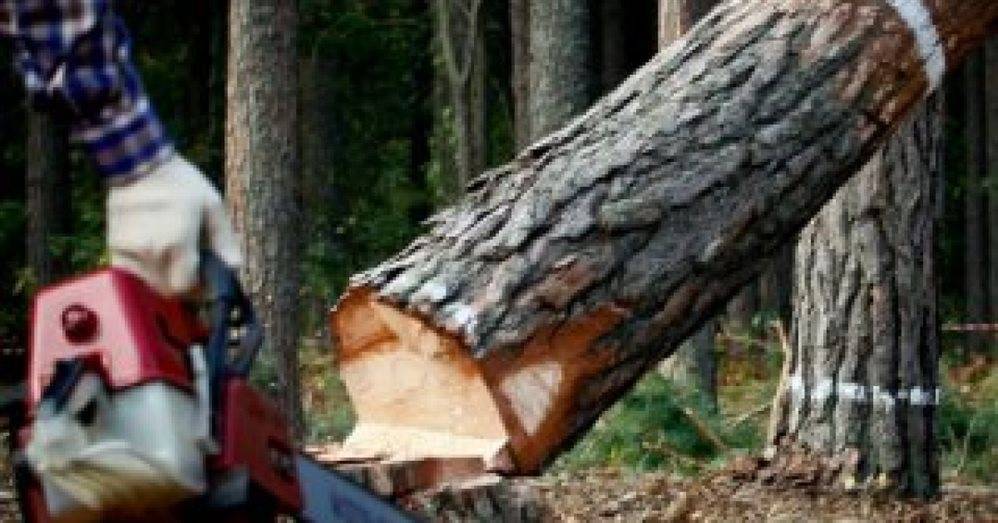 В Инзенском районе на мужчину упало дерево - ulpravda.ru - Россия - Ульяновская - район Инзенский