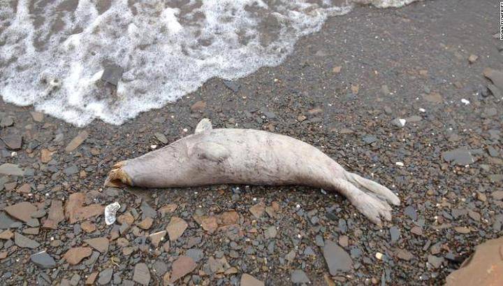 К берегам Аляски выбросило как минимум 60 мертвых облысевших тюленей - vesti.ru - шт.Аляска - state Alaska
