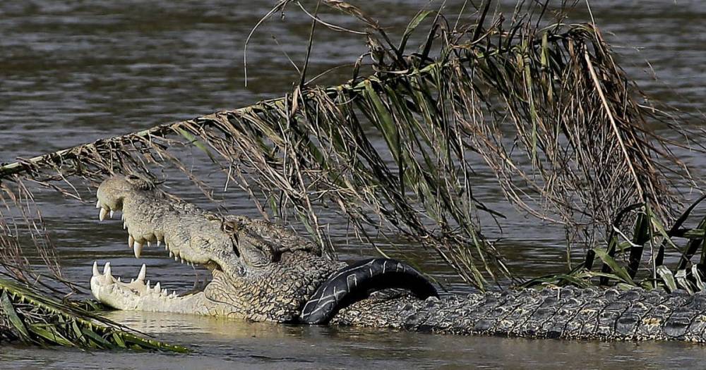 В селе на Черниговщине нашли мертвого крокодила - ru.tsn.ua - Черниговская обл.