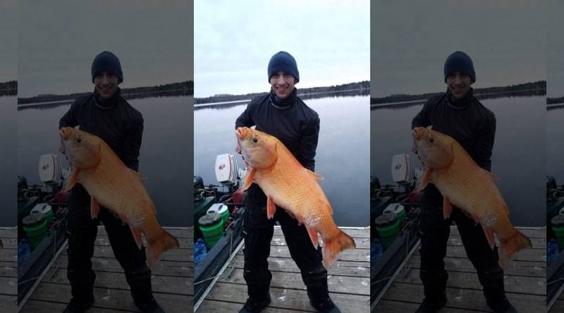 В США выловили гигантскую оранжевую рыбу, которой может быть больше 100 лет (фото) - usa.one - шт. Миннесота
