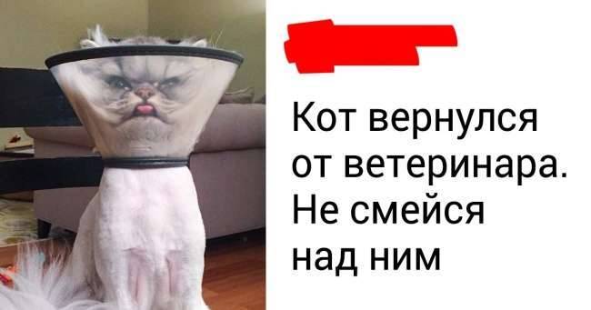 25 твитов, которые вызовут желание немедленно потискать своего котика (Или завести его) - 365news.biz - шт. Индиана