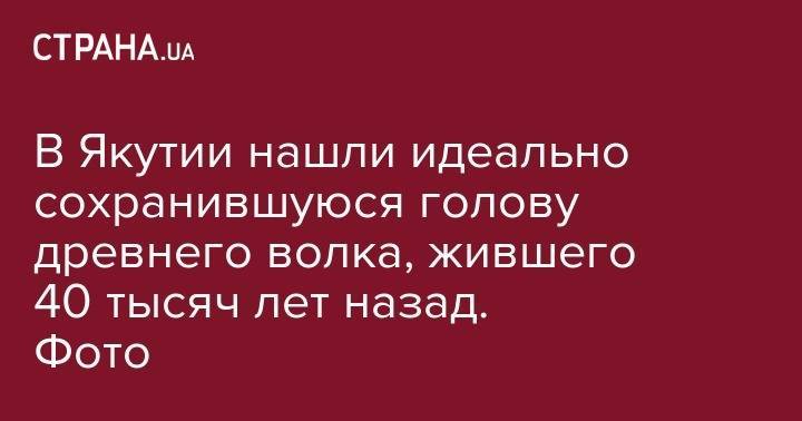В Якутии нашли идеально сохранившуюся голову древнего волка, жившего 40 тысяч лет назад. Фото - strana.ua - Россия - респ. Саха