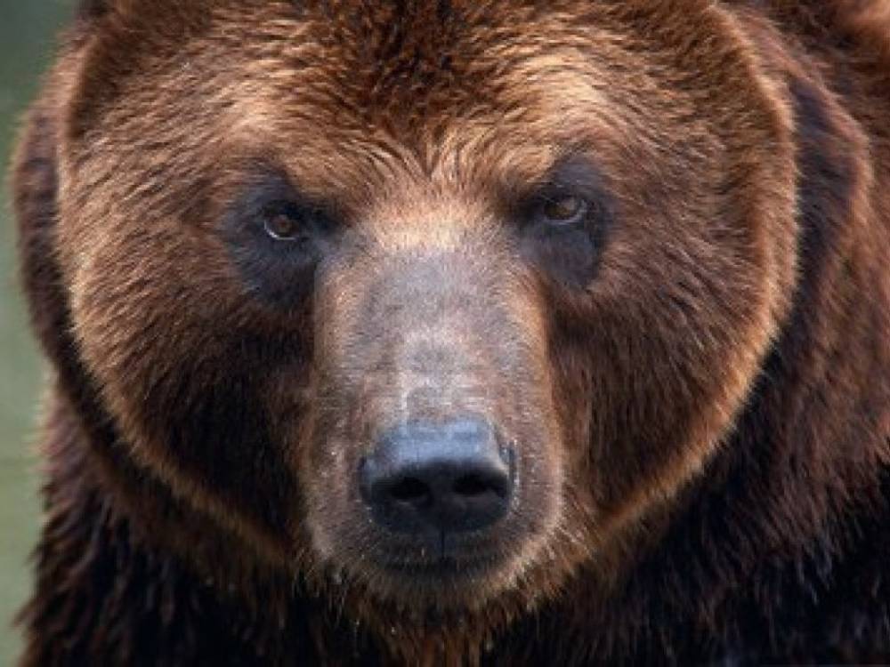 Бесстрашный хозяин отбил свою собаку у&nbsp; медведицы - 24news.com.ua - США - Лос-Анджелес - шт. Калифорния