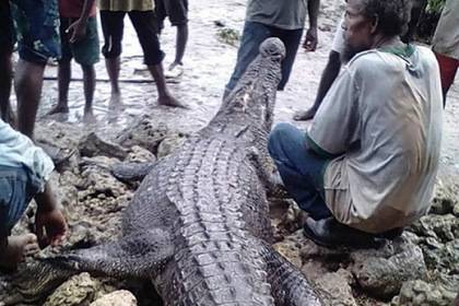 Трехметровому крокодилу-людоеду отомстили за убийство человека - lenta.ru - Соломоновы Острова