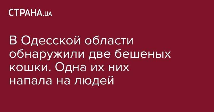 В Одесской области обнаружили две бешеных кошки. Одна их них напала на людей - strana.ua - Одесская обл.
