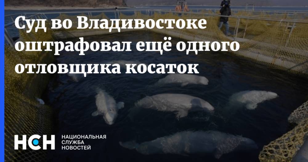 Суд во Владивостоке оштрафовал ещё одного отловщика косаток - nsn.fm - Приморье край - Владивосток