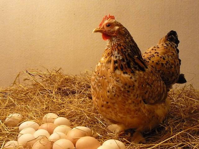 Украина будет продавать куриные яйца в Македонию - trust.ua - США - Украина - Италия - Германия - Македония - Латвия - Северная - Торговля