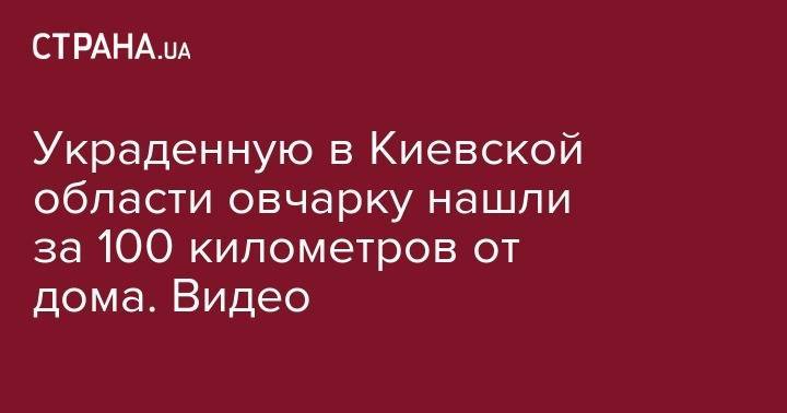 Украденную в Киевской области овчарку нашли за 100 километров от дома. Видео - strana.ua - Киевская обл. - Черкассы