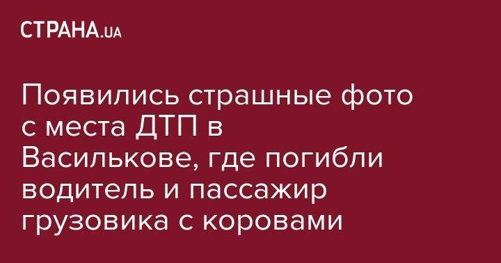 Появились страшные фото с места ДТП в Василькове, где погибли водитель и пассажир грузовика с коровами - strana.ua - Киев - Киевская обл. - Ивано-Франковская обл.