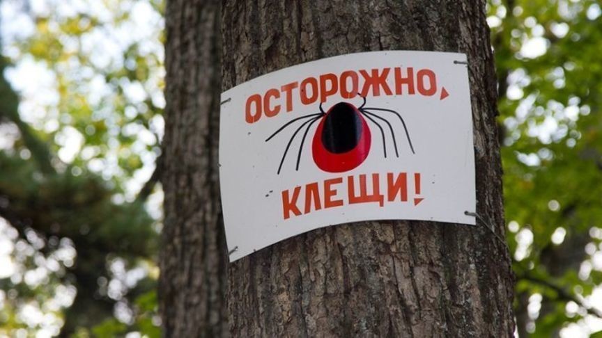 Роспотребнадзор рассказал, где жители Кировской области чаще всего страдают от клещей - 1istochnik.ru - Кировская обл.